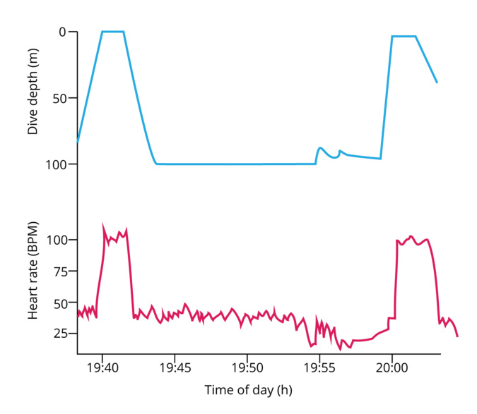 Diving Response Experiment | Student Engagement